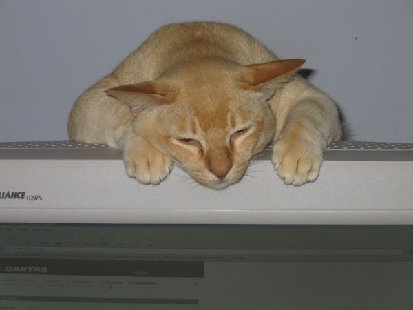 Seamus_0022