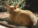Seamus_0010