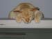 Seamus_0022
